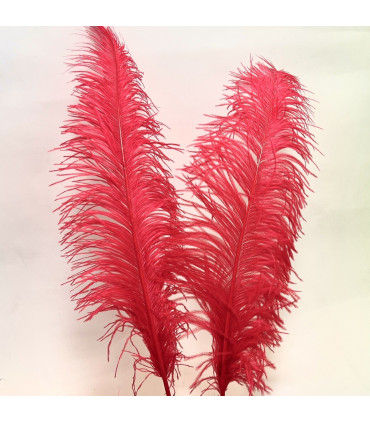 Strutsefjær 55cm-65cm