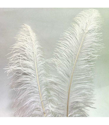 Ostrich Feather 55cm-65cm