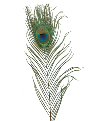 Påfuglfjær 80-100cm